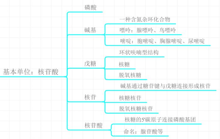核酸的基本单位:核苷酸