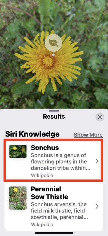 使用 iPhone 隐藏功能,轻松识别花卉和植物