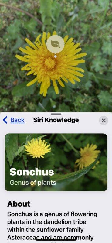 使用 iPhone 隐藏功能,轻松识别花卉和植物