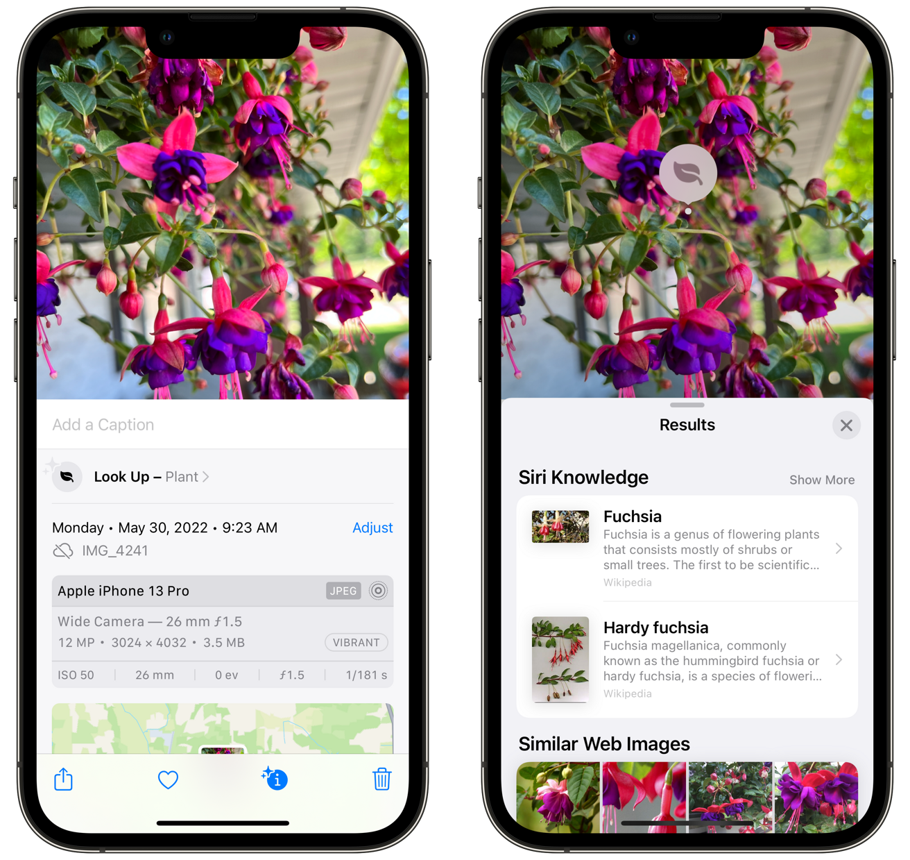 iPhone相机如何识别植物和花卉
