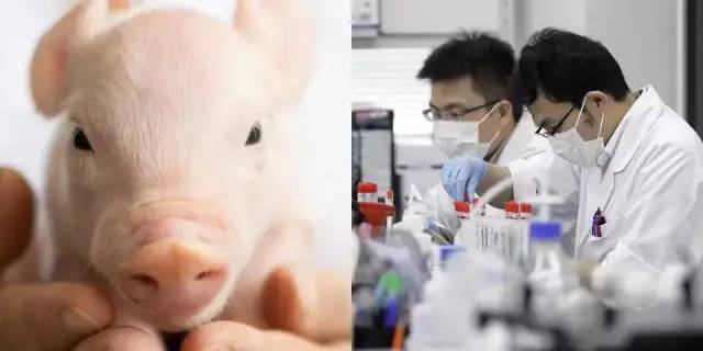 世界首次用AI成功克隆猪!南开大学做到了