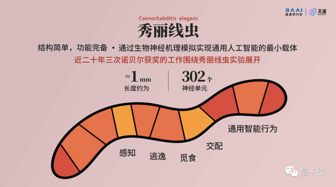 这只线虫不简单！大脑被高精度还原，可动态蠕动前行
