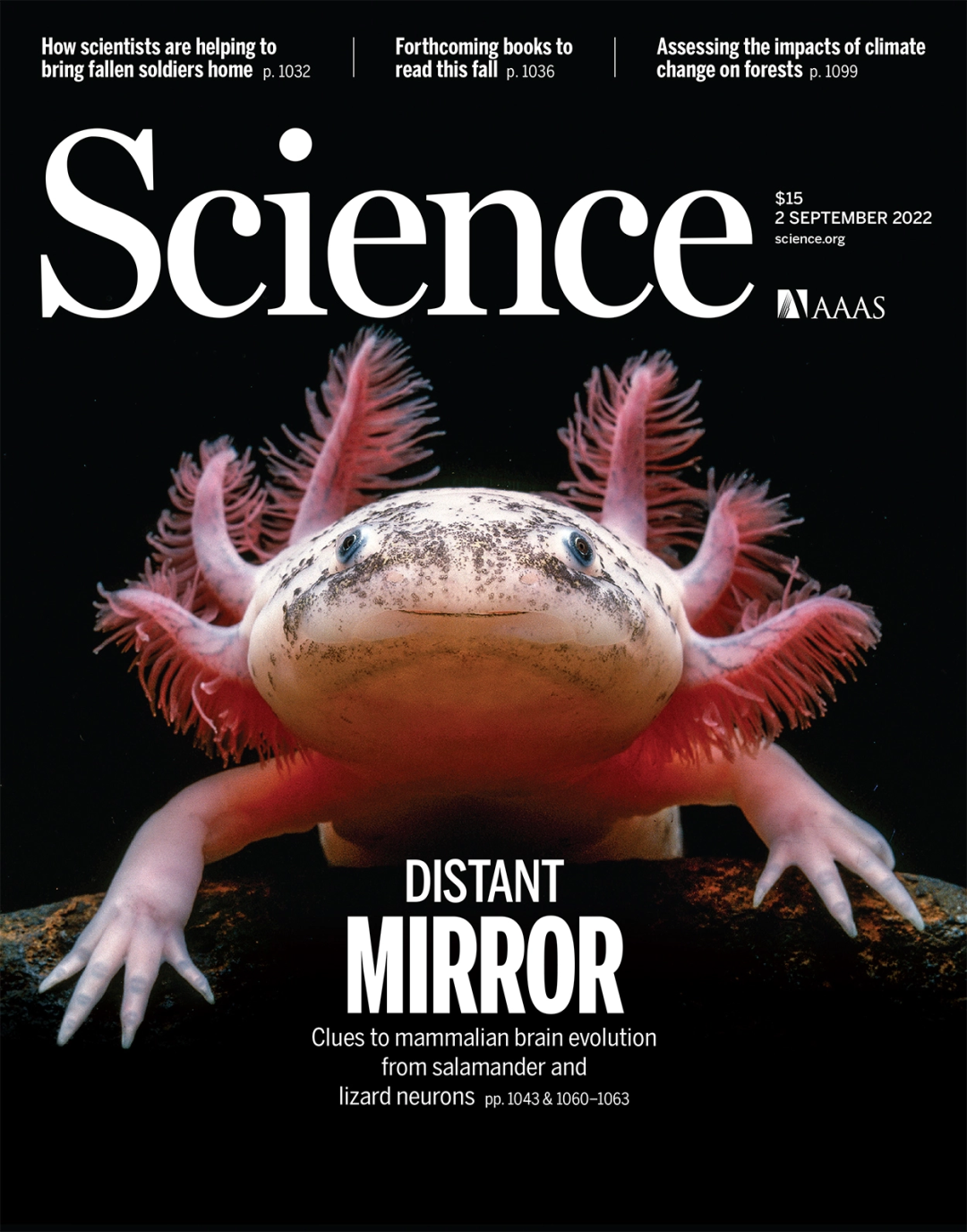 Science重磅封面：中国团队发布全球首个脑再生图谱！