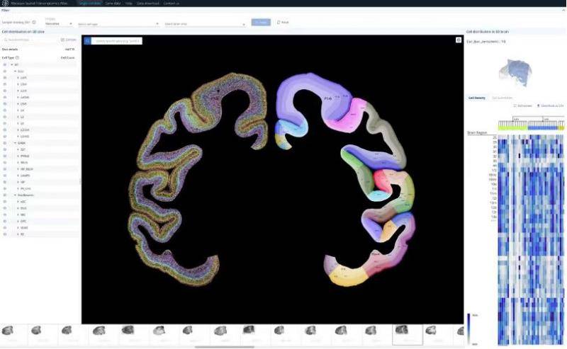 中国科学家发布猕猴大脑皮层单细胞空间分布图谱，腾讯AI lab等106人参与