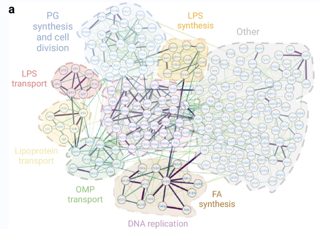 AlphaFold 预测细菌生存所需的 1402 种蛋白互作,最完整的细菌必需相互作用图谱