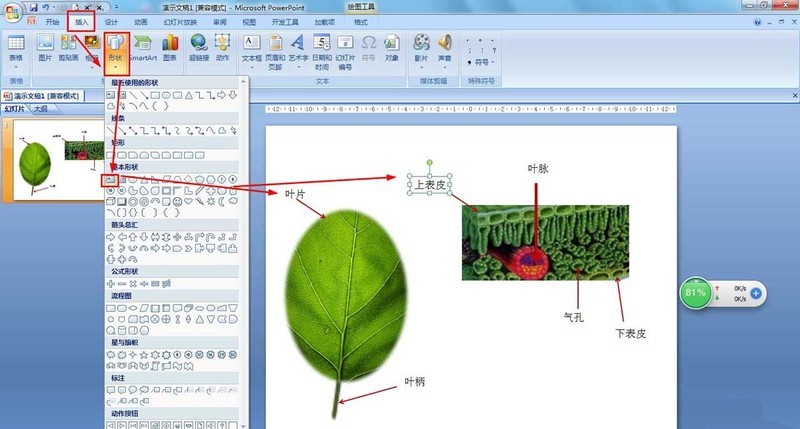 PPT怎么画树叶的结构名称图解 ppt画树叶的结构图的技巧
