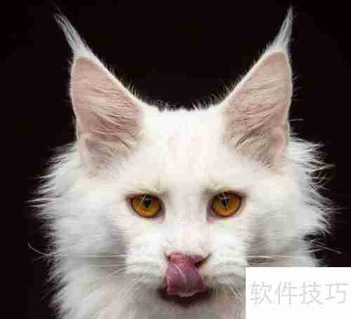 训练猫咪小技巧：当猫犯错时该怎么办？