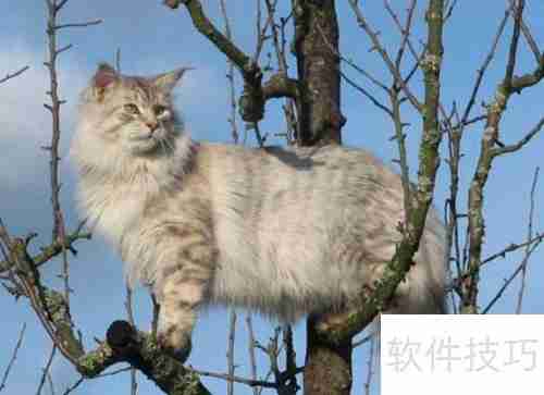 训练猫咪小技巧：当猫犯错时该怎么办？