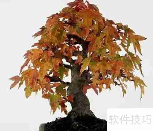日本红枫变绿了怎么办:恢复红叶的护理方法