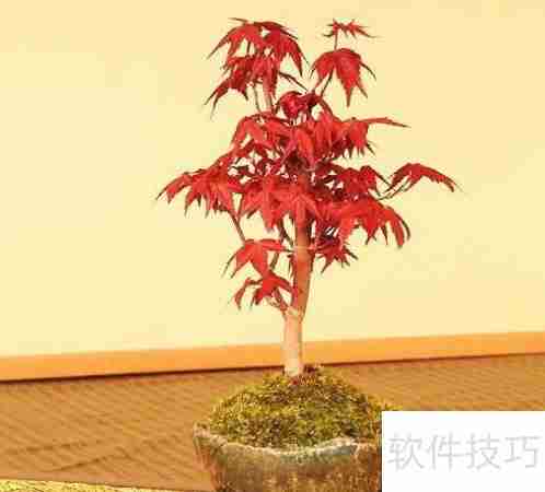 日本红枫变绿了怎么办:恢复红叶的护理方法