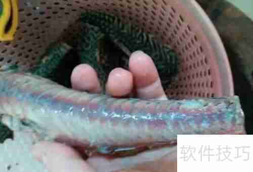揭秘清道夫：它们到底吃什么？