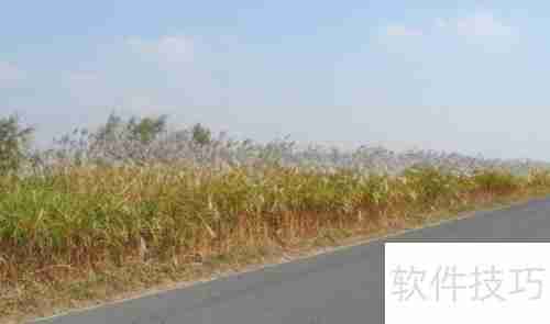 黄河口生态旅游区:探索自然之美与野生禽鸟的天堂