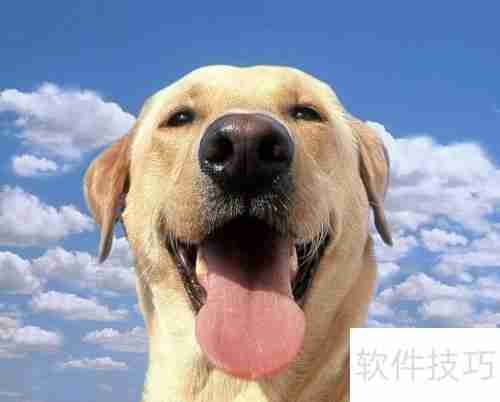 宠物店收银系统如何选择?