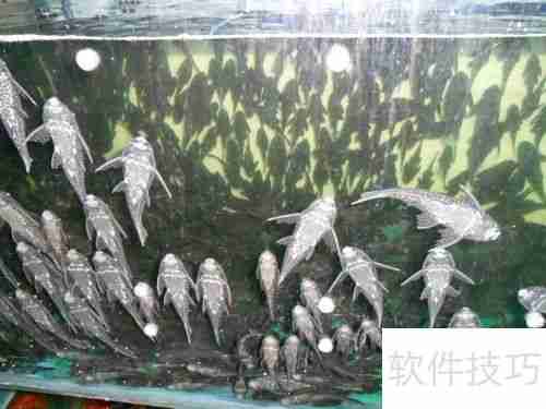 清道夫变白了怎么办颜色变浅如何处理