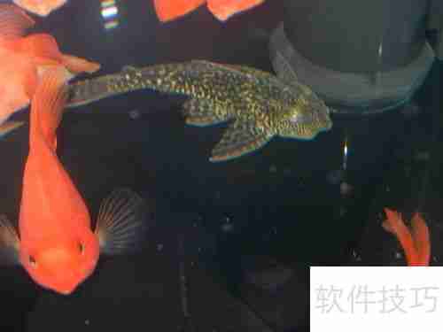 清道夫变白了怎么办颜色变浅如何处理