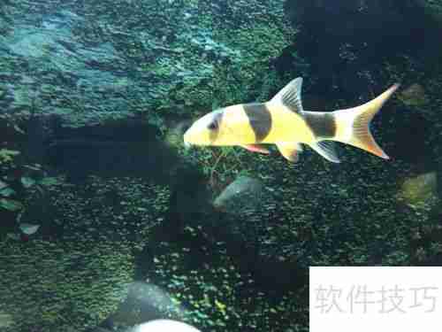 清道夫变白了怎么办颜色变浅如何处理