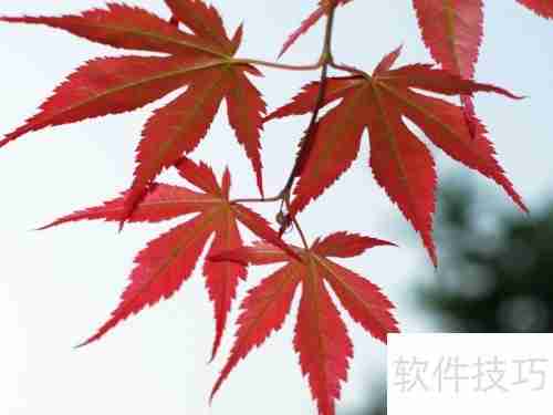 红枫换盆指南：步骤与注意事项