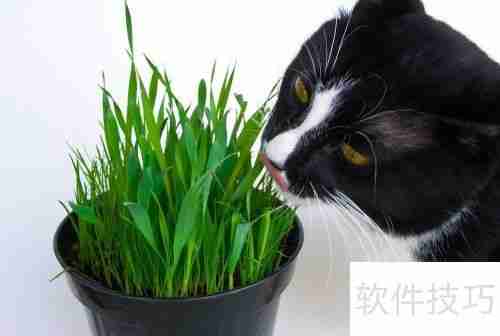 猫薄荷对猫咪的影响与作用