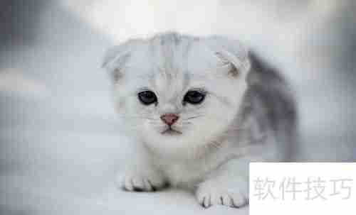 猫薄荷对猫咪的影响与作用