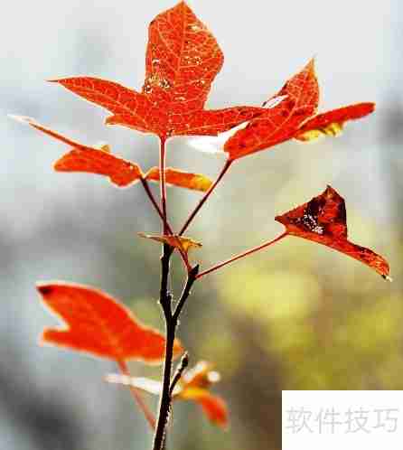 红枫叶的种植方法与注意事项