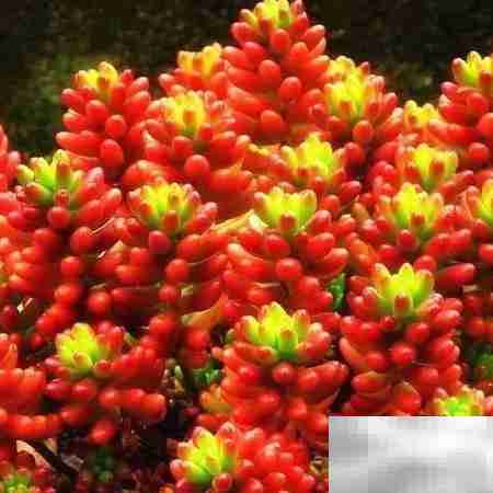 虹之玉:绚丽多肉之美