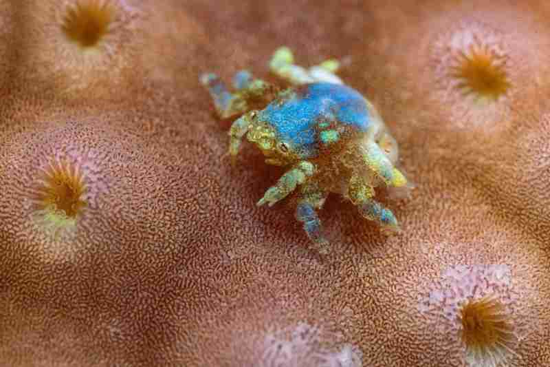 见所未见百微新生 索尼发布首款G大师微距镜头FE100mm F2.8 Macro GM OSS