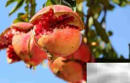 石榴小苗定形技巧