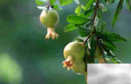 石榴小苗定形技巧