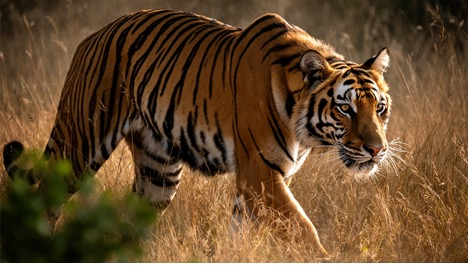 告别卡顿！华硕5070显卡助力AI创作速度飞起