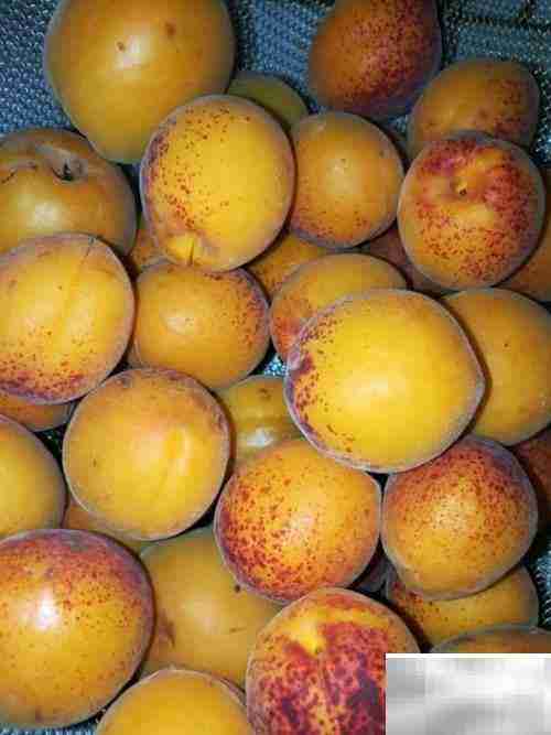 挑杏吃杏小妙招