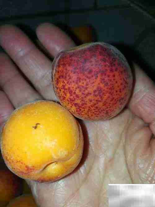 挑杏吃杏小妙招