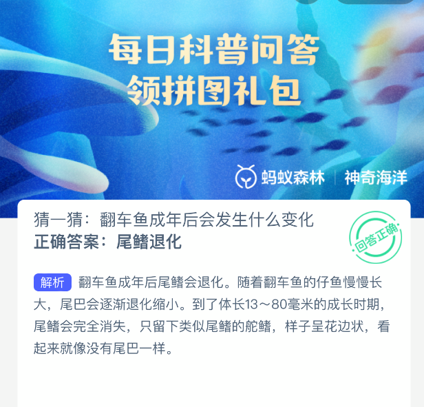 猜一猜：翻车鱼成年后会发生什么变化
