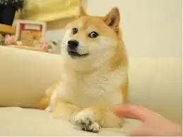 狗狗币是否值得投资
