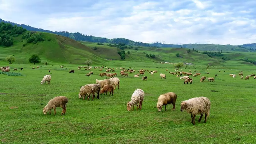 科学家找到绵羊“增脂提质”新方法,助力寒旱区优质羊肉生产