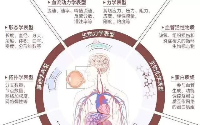 东南大学团队首创“血管组学”概念,解锁生命管网密码
