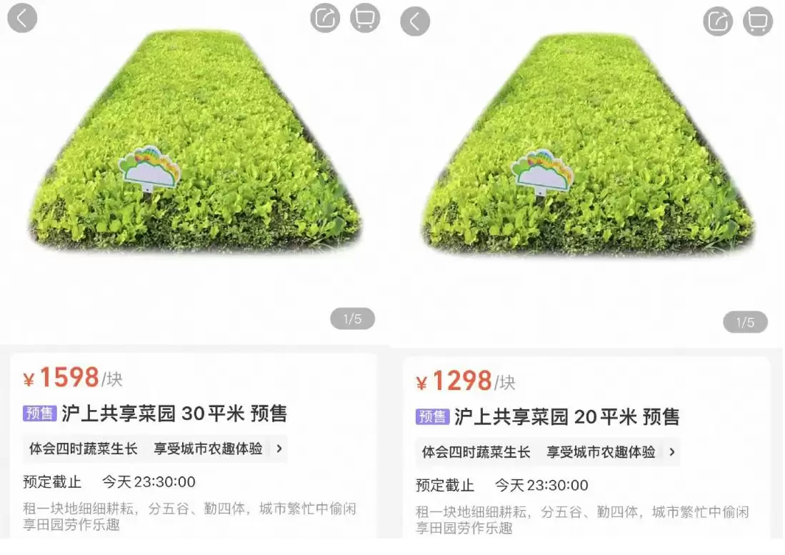 盒马上线共享菜园 30平菜地1598元：包含一年菜园使用权与园内收成