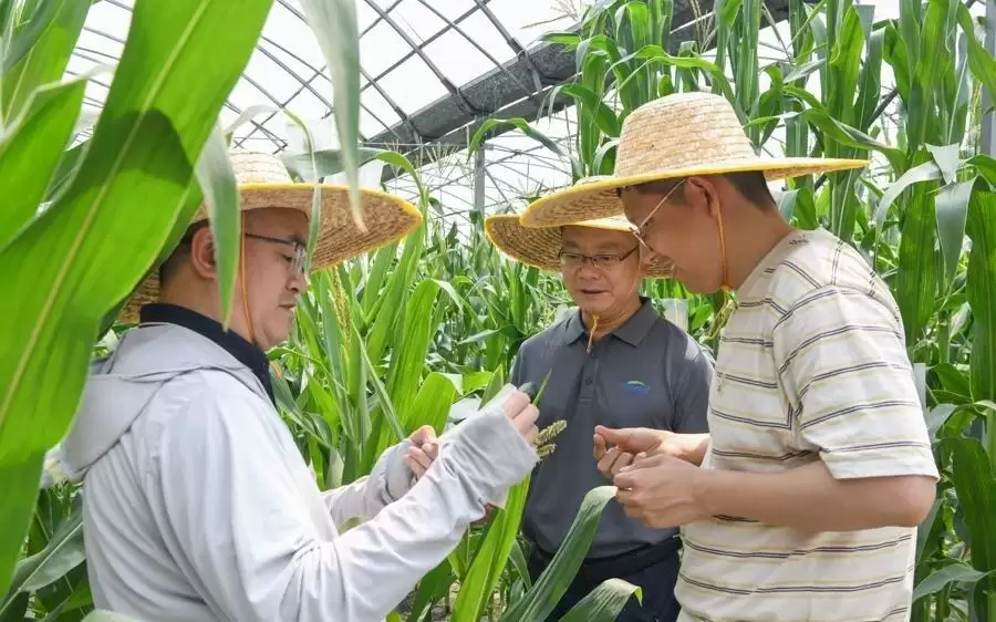 玉米的“高蛋白秘籍”,上海科学家找到了!两位“老祖宗”基因联手,营养翻倍