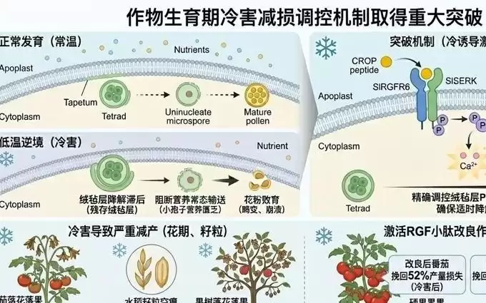 全球每年损失几十亿!我国科学家发现作物花期冷害开关,登上《自然》