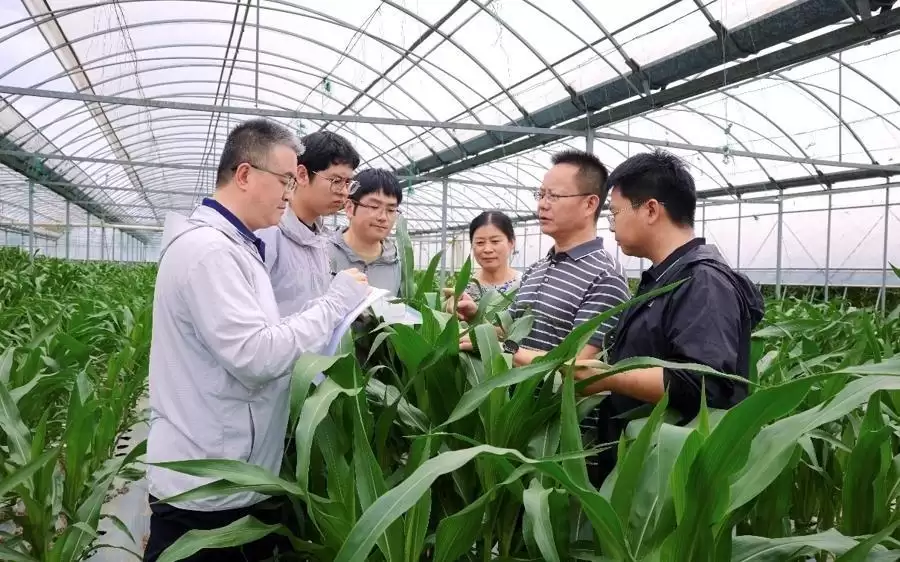 上海科学家14年找回玉米高蛋白“密码”,为饲料粮安全再添“关键拼图”