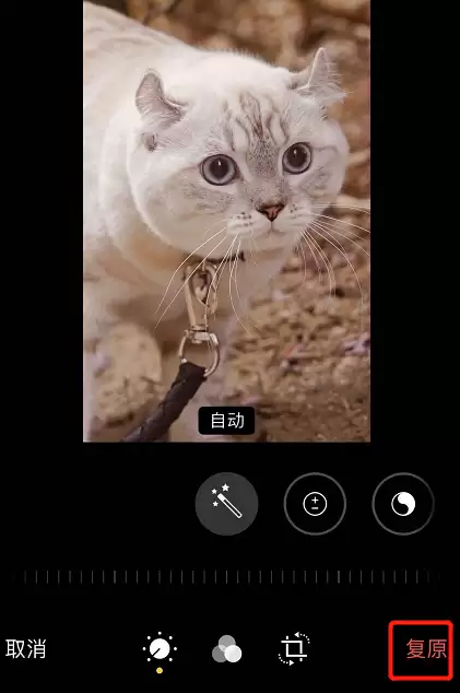 iPhone 11 照片编辑小技巧:巧用“复制”功能保留原片 iPhone 11 照片编辑小技巧:巧用“复制”功能保留原片