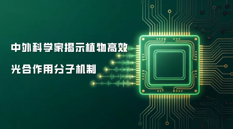 中外科学家揭示植物高效光合作用分子机制
