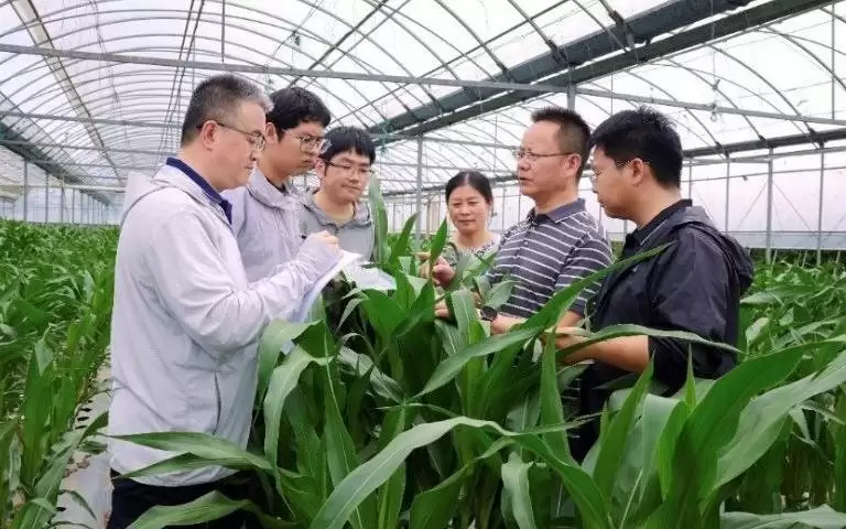 活力中国调研行｜专注一株水稻一只蚊虫，上海基础研究持续产出高质量原创成果