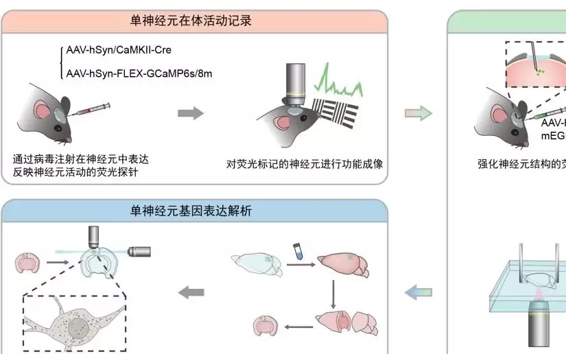 全球首次！我国科学家实现单神经元三模态完整解析