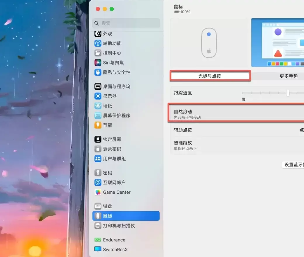 macOS系统设置鼠标页面突出显示自然滚动选项
